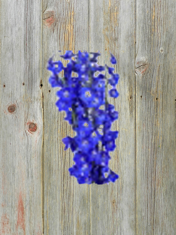 DARK BLUE DELPHINIUM